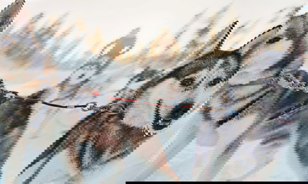 Freudige Huskys vor einem Schlitten in einer Schneelandschaft, mit einem Musher in der Ferne – ein Winterabenteuer in der arktischen Wildnis.