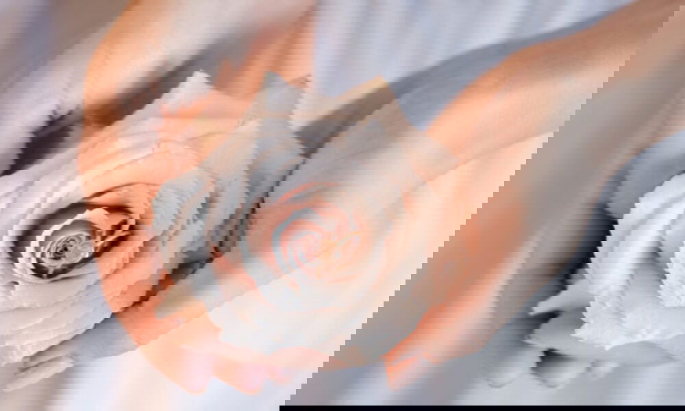 Eine zarte Rose in Händen, die zwei Eheringe im Inneren birgt – perfekt für eine romantische und symbolische Hochzeitsfotografie.