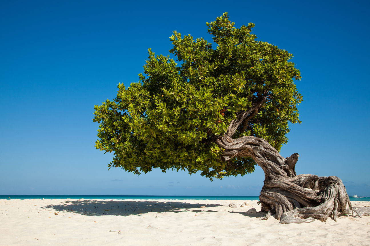 Ein majestätischer Divi-Divi-Baum, bekannt für seinen verdrehten Stamm, steht einsam am Strand von Aruba. Das klare, blaue Wasser des Ozeans und der leuchtende Himmel im Hintergrund schaffen eine idyllische Szene.