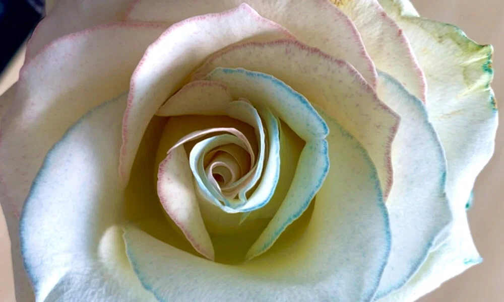 Großaufnahme einer blassgelben Rose mit blauen und rosa Akzenten entlang der Ränder der sich drehenden Blütenblätter.
