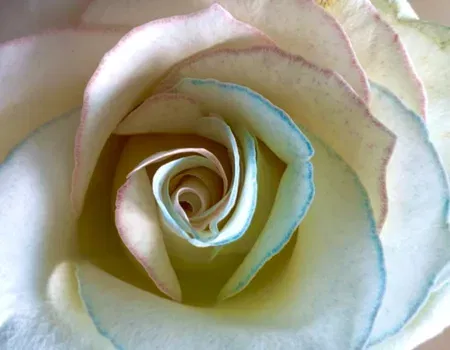 DIY für mehrfarbige Rosen – so einfach geht´s!