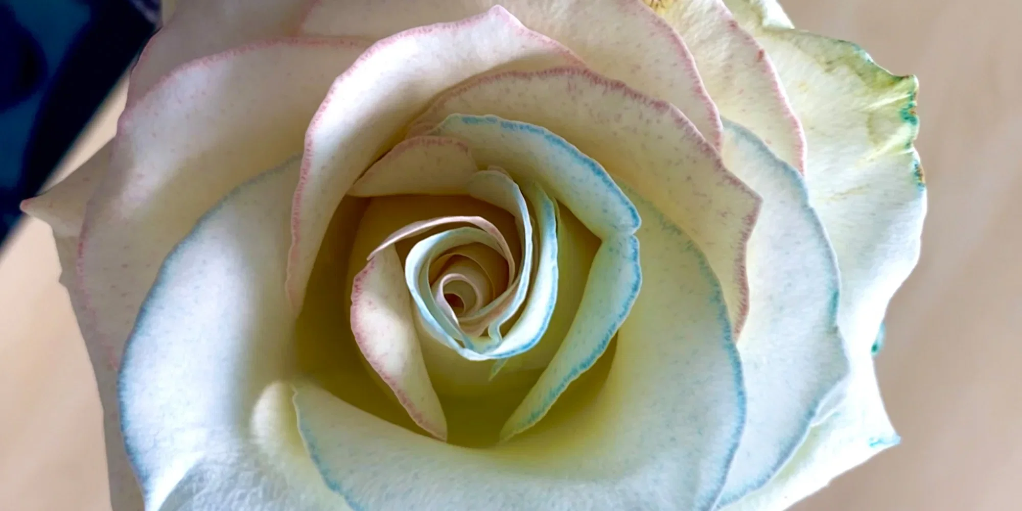 Makroaufnahme einer cremefarbenen Rose mit blauen und rosa Schattierungen an den Blütenblättern. Die Blume ist in ihrer vollen Schönheit eingefangen und zeigt den Farbverlauf in den äußeren Blatträndern.
