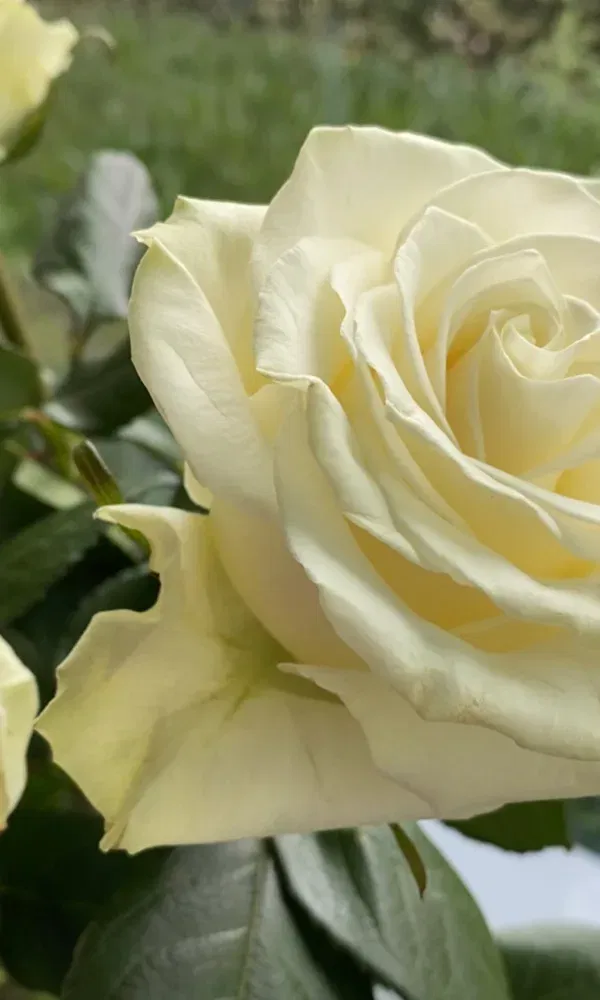 Nahansicht einer blühenden, cremeweißen Rose mit zarten Blütenblättern, die in ihrer natürlichen Anmut gefangen ist. Der Hintergrund zeigt unscharf eine grüne Wiese.