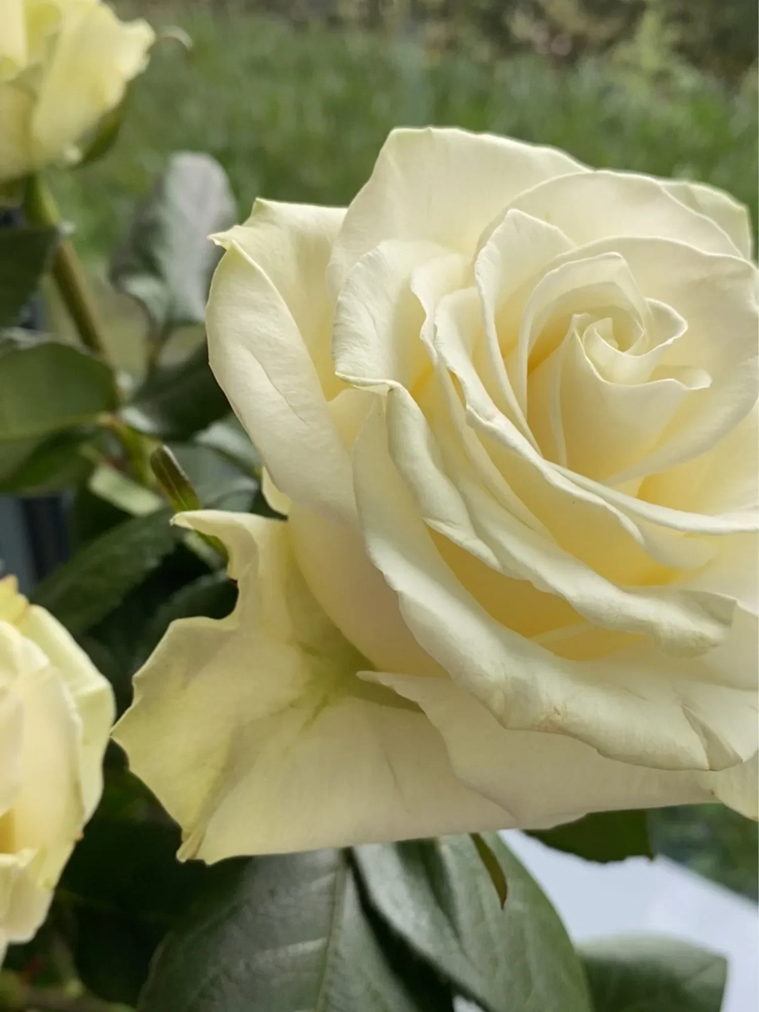 Nahansicht einer blühenden, cremeweißen Rose mit zarten Blütenblättern, die in ihrer natürlichen Anmut gefangen ist. Der Hintergrund zeigt unscharf eine grüne Wiese.