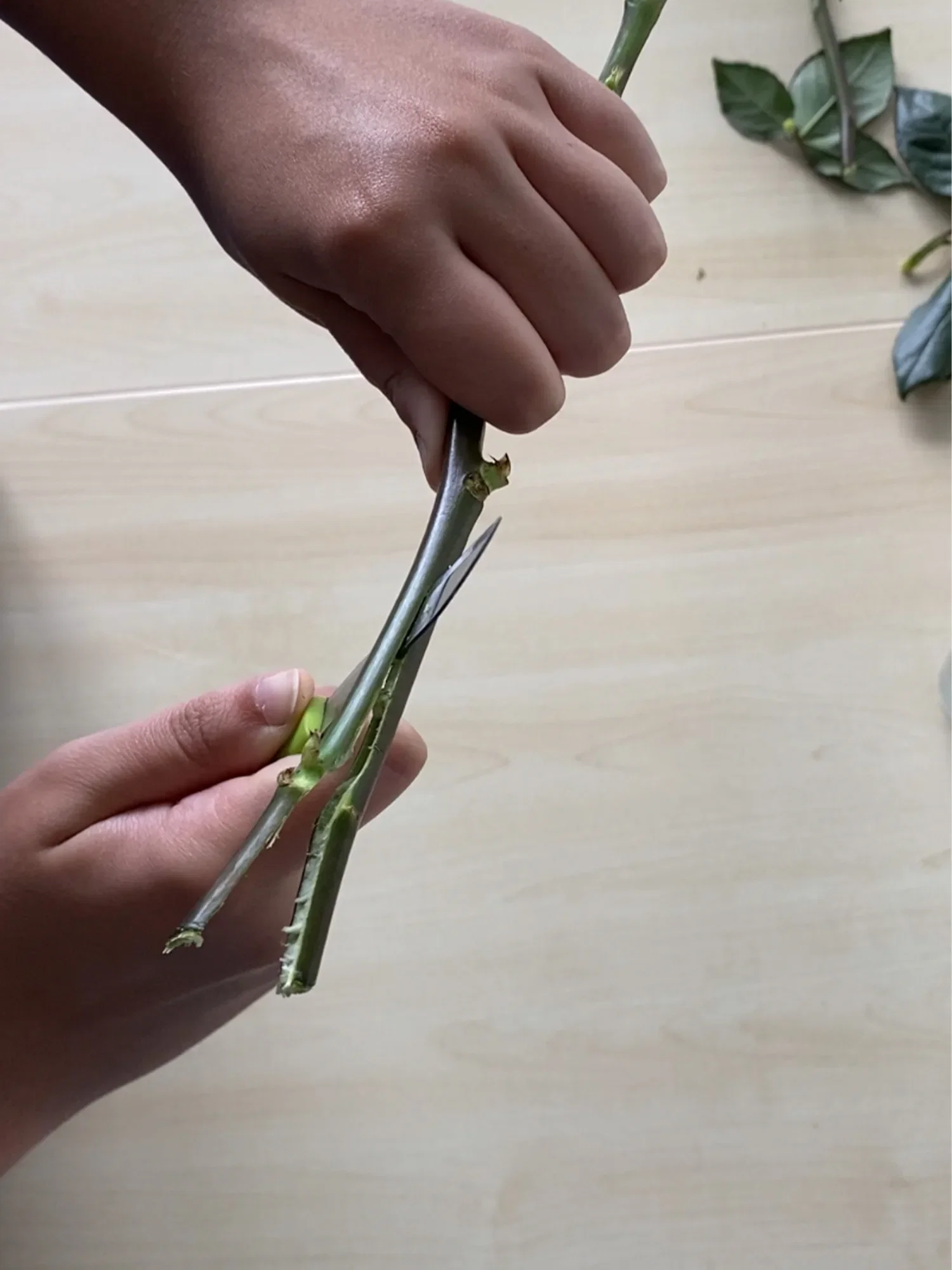 Zwei Hände bearbeiten den Rosenstiel, wobei eine Schere verwendet wird, um ihn schräg abzuschneiden.