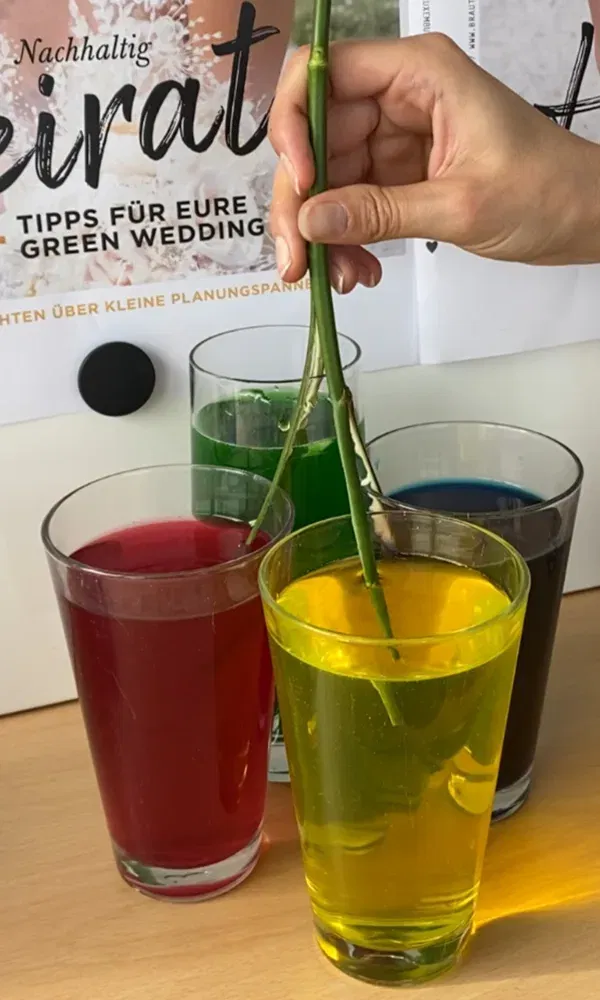 Die Stiele von Rosen werden in verschiedenfarbiges Wasser getaucht. Ein Glas mit rotem, gelbem, grünem und blauem Wasser ist zu sehen.