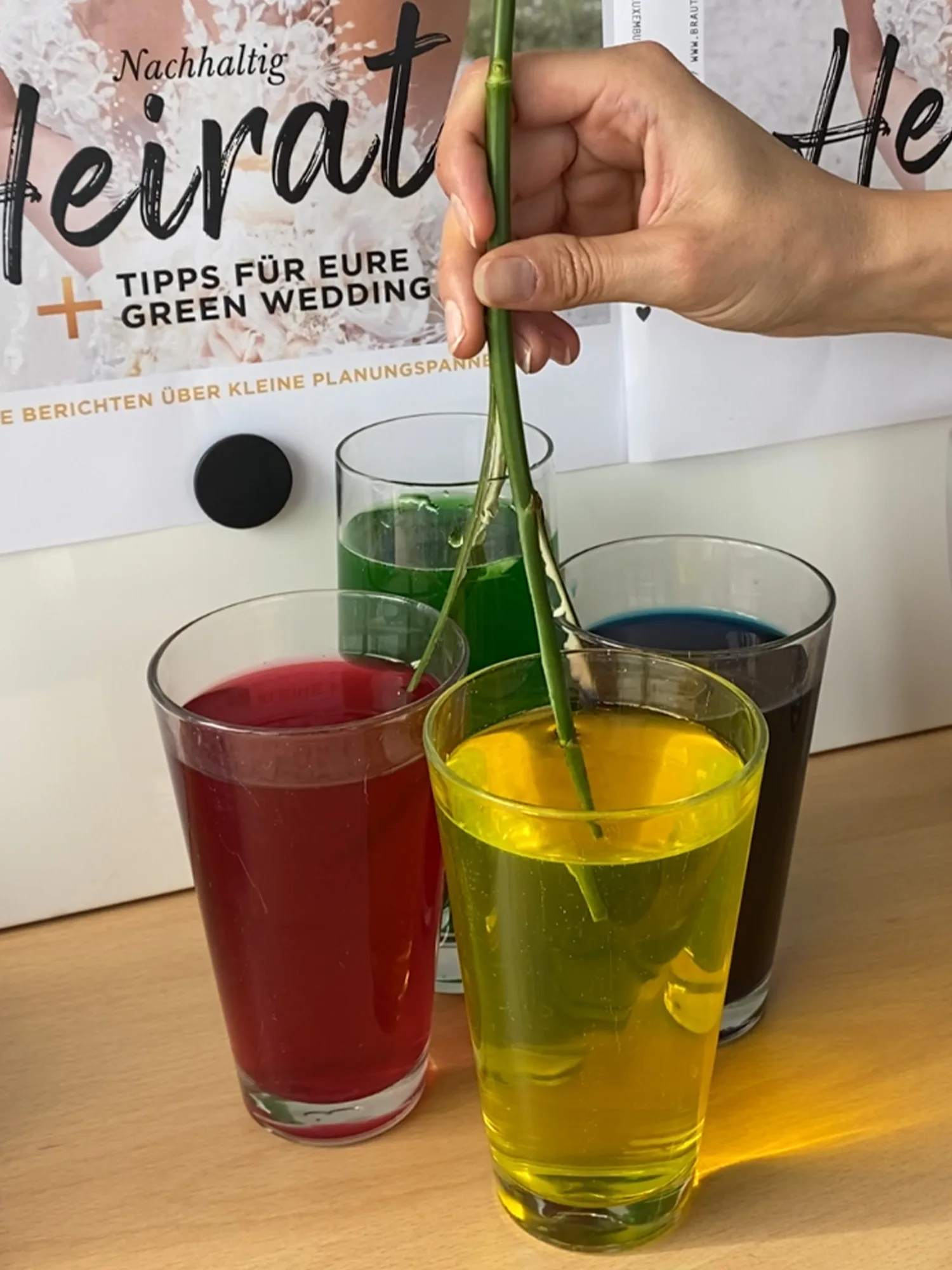 Die Stiele von Rosen werden in verschiedenfarbiges Wasser getaucht. Ein Glas mit rotem, gelbem, grünem und blauem Wasser ist zu sehen.