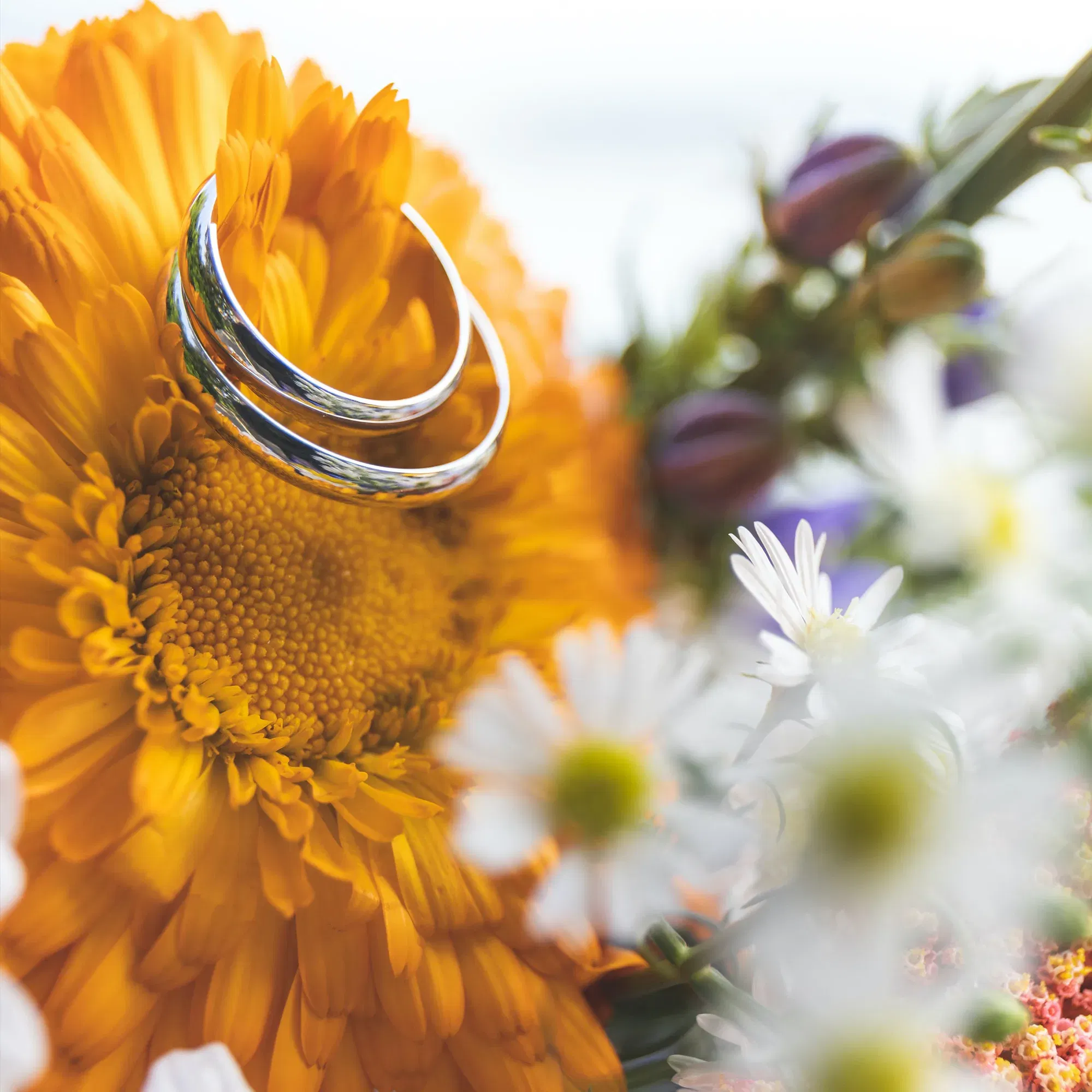 DIY Ringpräsentation