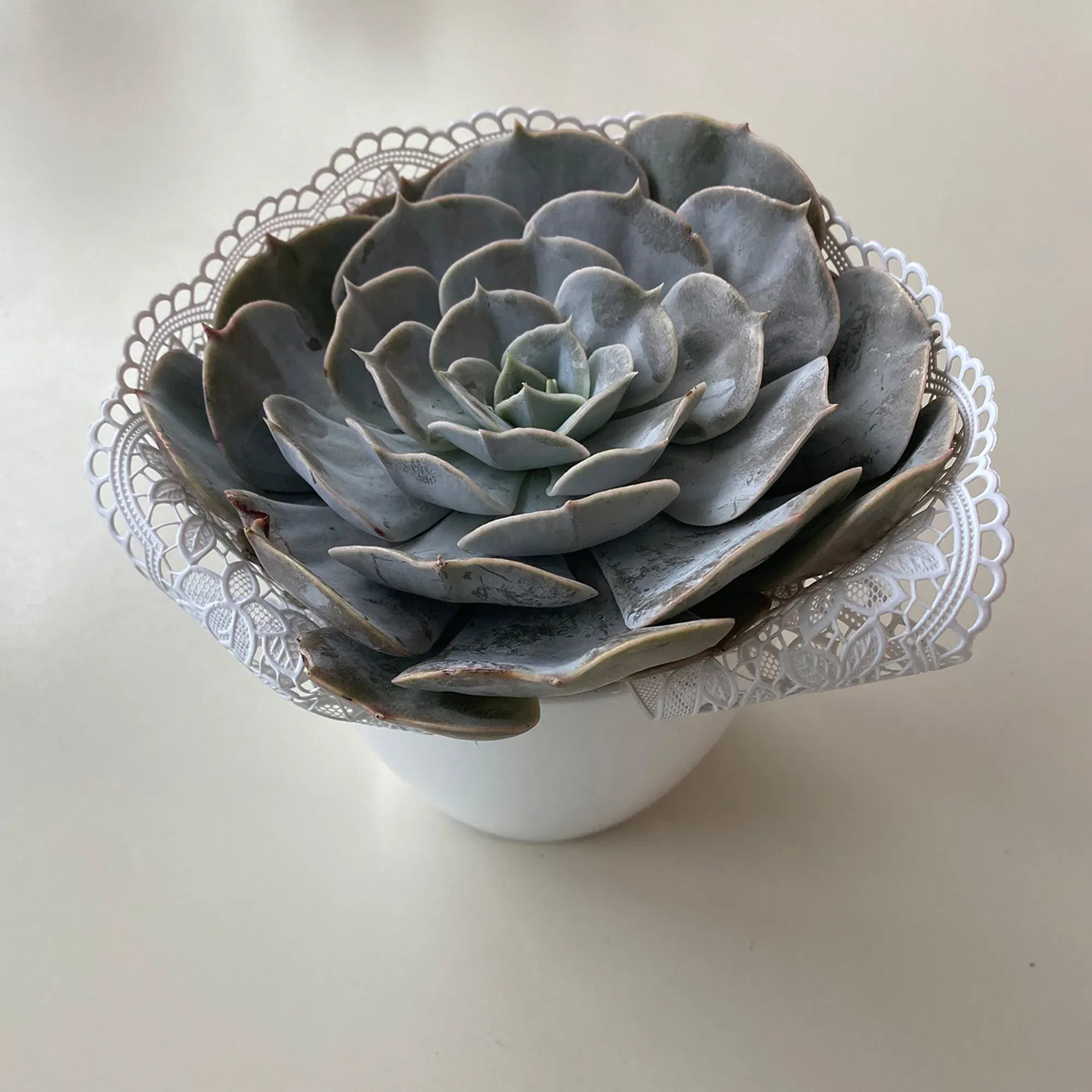 Sukkulente mit Spitze verziert