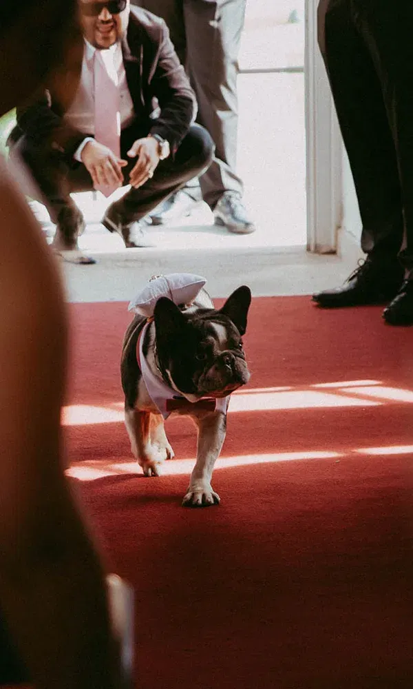 Auf einem roten Teppich läuft eine schwarz-weiße Bulldogge mit einem Hochzeitsschmuck, während im Hintergrund einige Gäste gebückt stehen und den Moment beobachten.
