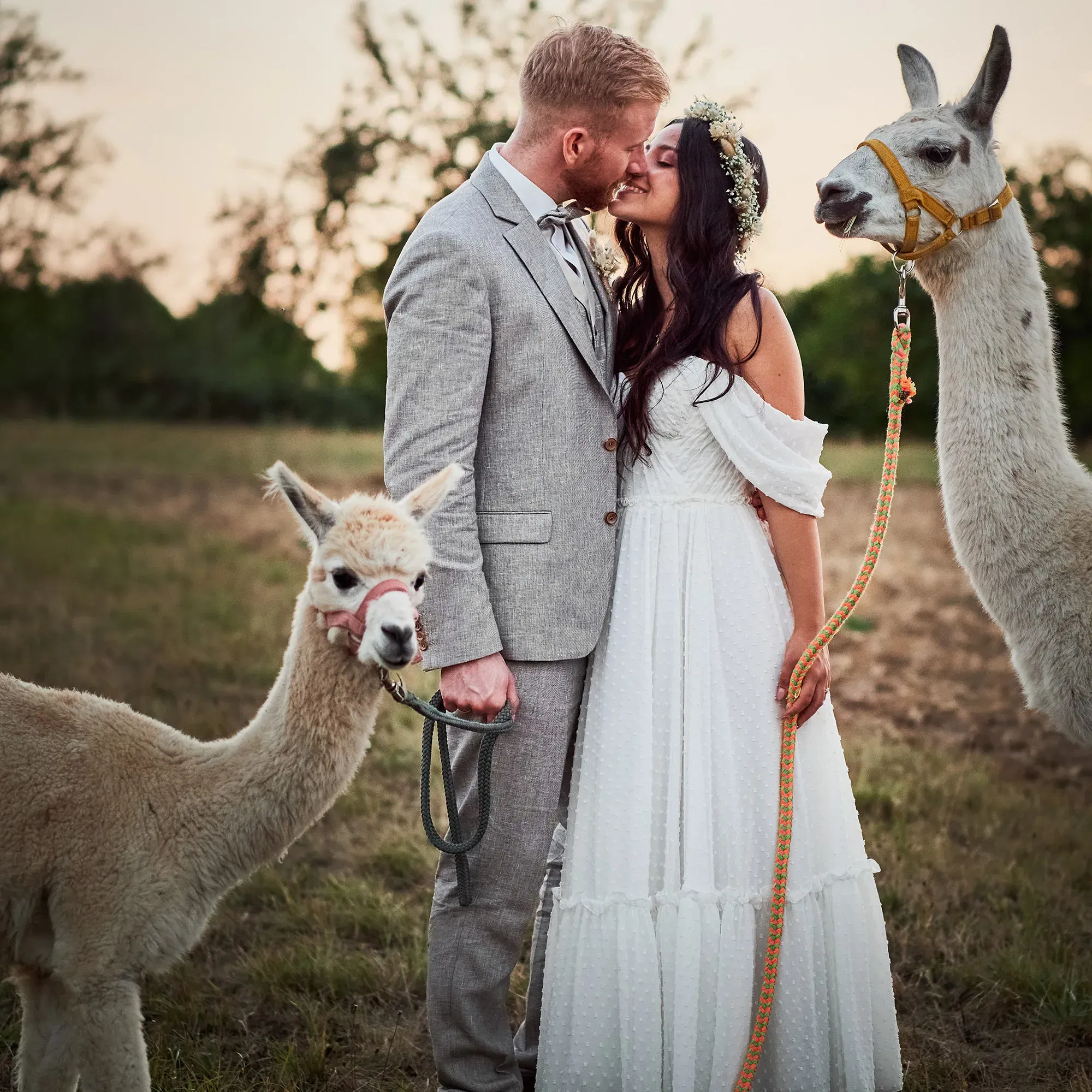 Das Hochzeitspaar steht inmitten einer Wiese bei Sonnenuntergang und küsst sich liebevoll, während sie zwei Alpakas an der Leine führen. Beide tragen schlichte, elegante Hochzeitskleidung.