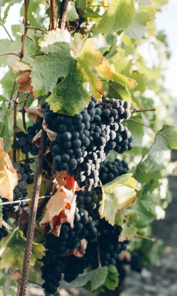 Nahaufnahme von Weinreben mit dunklen Trauben, die zwischen Blättern in verschiedenen Grüntönen und ersten Herbstfarben hervorschauen.