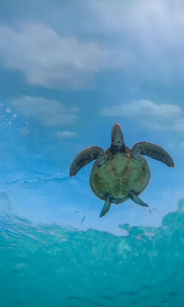Eine Meeresschildkröte schwimmt majestätisch durch das klare blaue Wasser und bewegt sich zur Wasseroberfläche.
