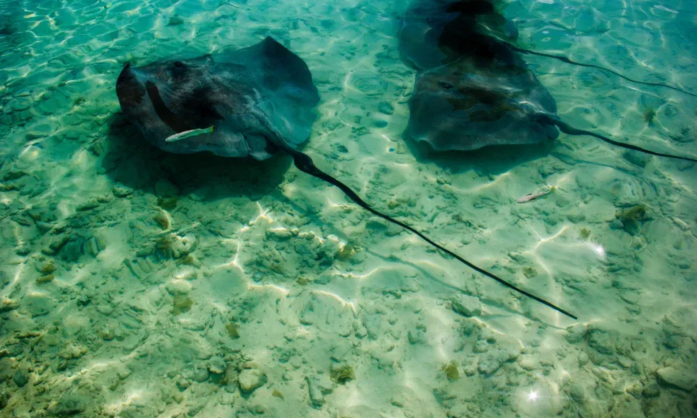 Zwei Rochen gleiten ruhig über den sandigen Meeresboden im klaren, türkisfarbenen Wasser einer Lagune.