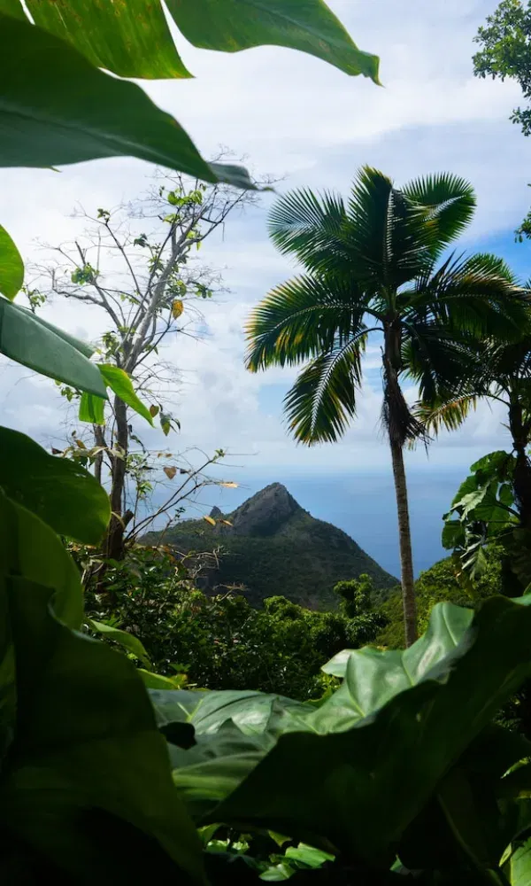 Grüner Dschungel mit Palmen öffnet den Blick auf einen steilen Berghang unter leicht bewölktem Himmel mit Meerblick.