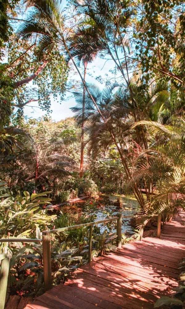 Holzsteg führt durch einen üppigen tropischen Garten mit Teich, Palmen und dichtem Blattwerk unter strahlend blauem Himmel.