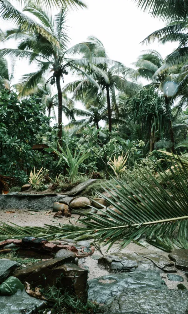 Feuchter tropischer Garten mit herabgefallenen Palmenblättern, nassen Steinen und dichter Vegetation bei grauem Himmel.