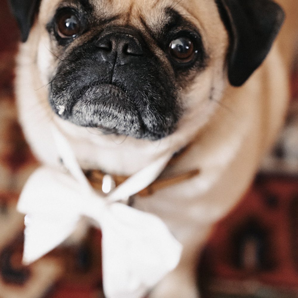 Mops mit Schleife auf orientalischem Teppich – bereit für die Hochzeit.