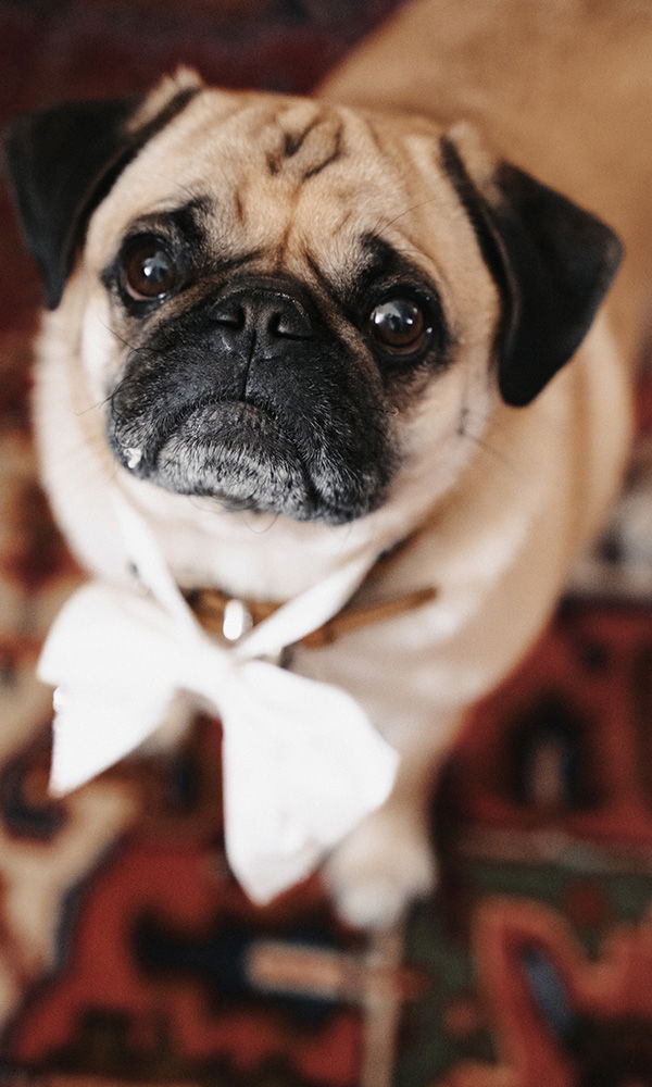 Mops mit Schleife auf orientalischem Teppich – bereit für die Hochzeit.
