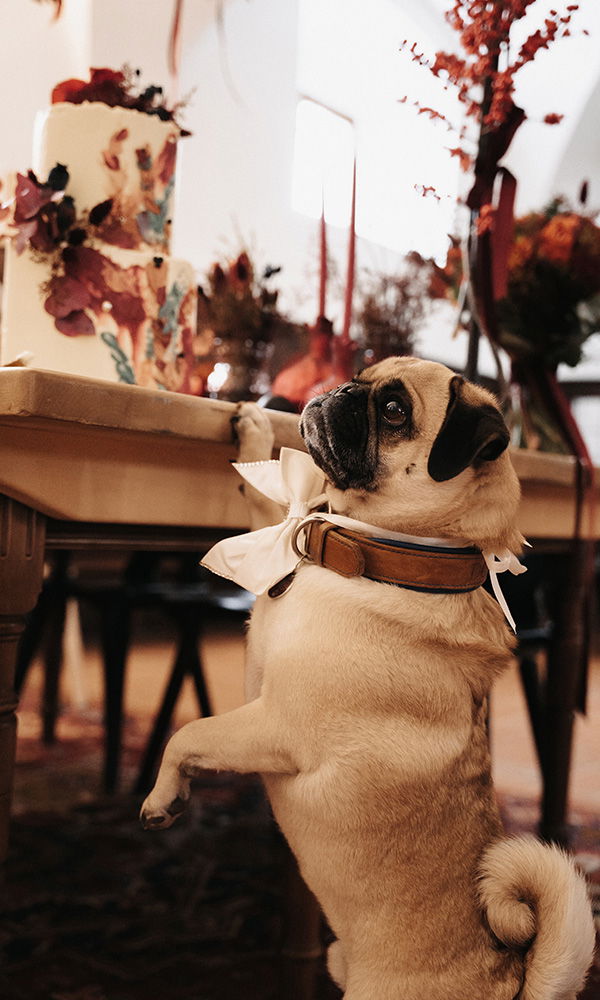 Hochzeitshund mit Schleife steht neugierig am Tisch mit Blumendeko und Torte.