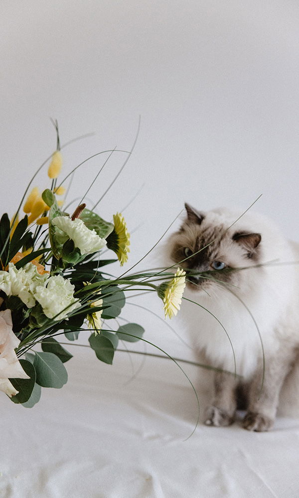 Katze und Floristik – zartes Zusammenspiel aus Natur und Neugier.