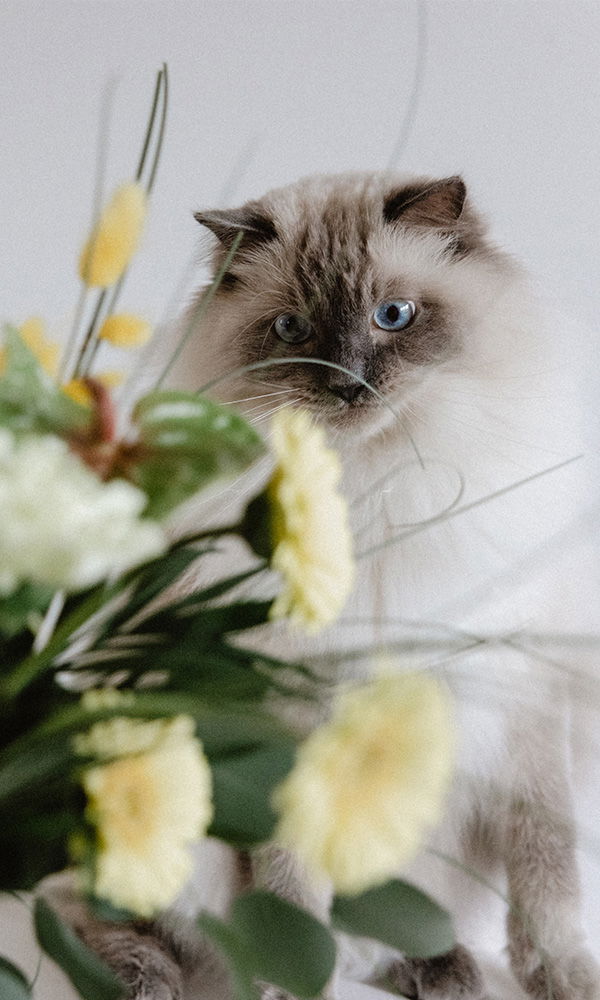 Katze mit blauen Augen im Fokus, Blumen im Vordergrund weich verschwommen.