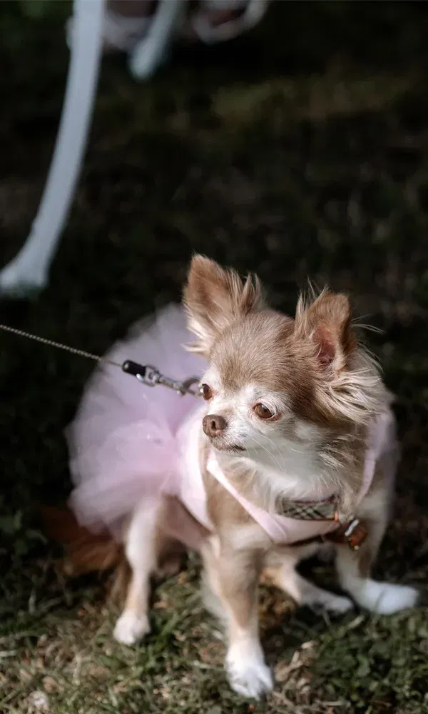 Braun-weißer Chihuahua im Hochzeitsoutfit sitzt im Gras und trägt ein rosa Geschirr mit passendem Tüllrock.