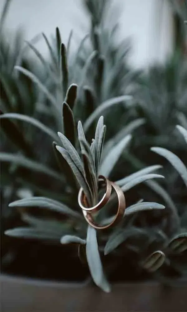 Romantische Nahaufnahme von zwei Hochzeitsringen, die auf einem Lavendelstiel ineinandergreifen.