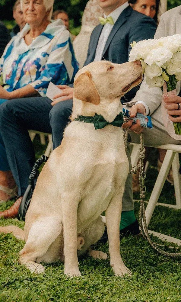 Niedlicher Labrador sitzt aufmerksam während der Hochzeitszeremonie im Grünen.