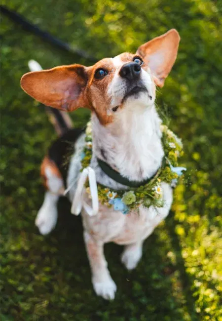 Porträt eines Hundes im grünen Blumenschmuck, festlich geschmückt für eine Feier im Freien.