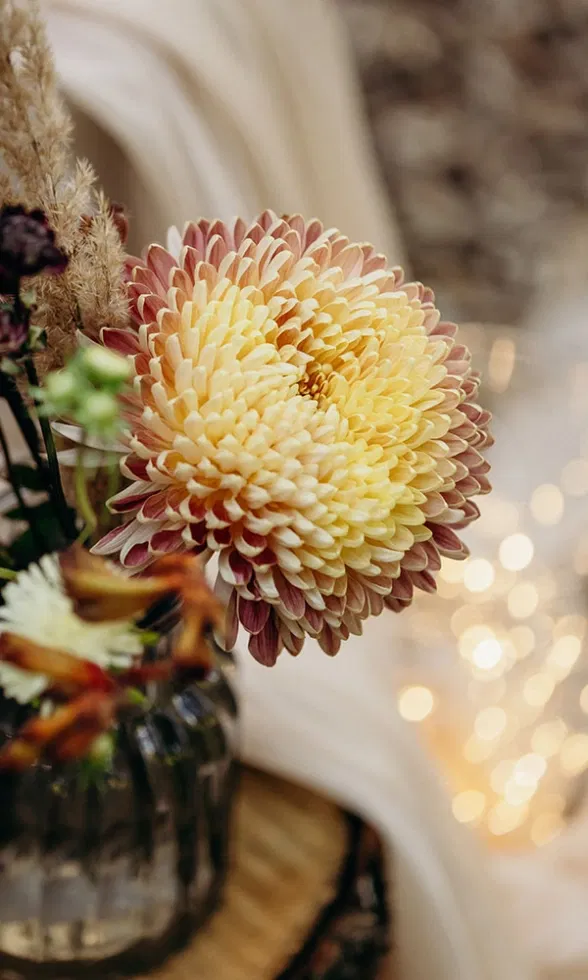 Detailaufnahme einer zarten Chrysantheme in Creme- und Rosétönen als Teil der floralen Hochzeitsdekoration.